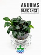 Anubias Dark Angel